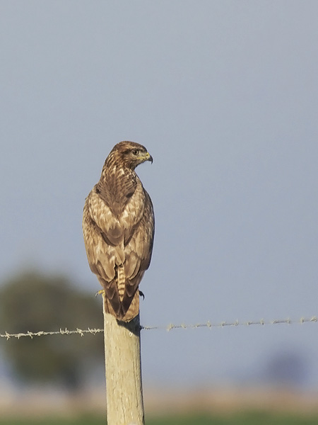 Hiirihaukka, Common Buzzard, Buteo buteo